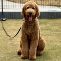 穏やかなゴールデンドゥードル・Odiくん