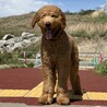 穏やかなゴールデンドゥードル・Odiくん サムネイル2