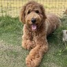 穏やかなゴールデンドゥードル・Odiくん サムネイル3