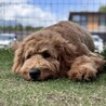 穏やかなゴールデンドゥードル・Odiくん サムネイル4