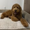 穏やかなゴールデンドゥードル・Odiくん サムネイル5