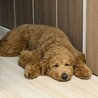 穏やかなゴールデンドゥードル・Odiくん サムネイル6