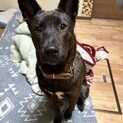1歳雑種わんちゃん里親募集