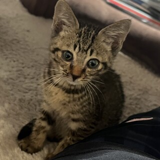 キジトラ子猫　高松市　里親募集中です