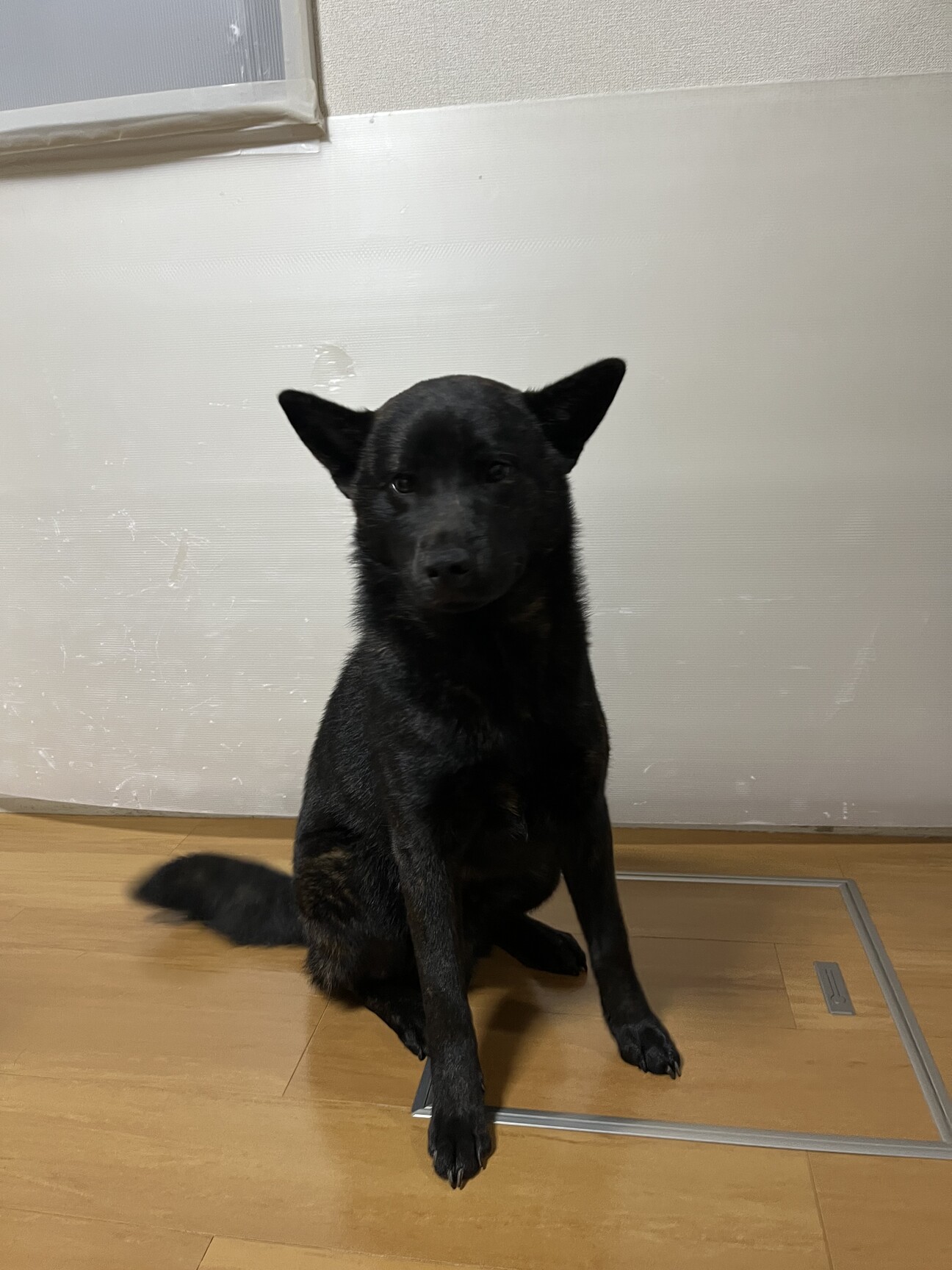 純血 甲斐犬オス MAX」千葉県 - 犬の里親募集(541246) :: ペットの