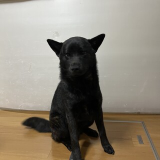 純血　甲斐犬オス　MAX  7ヶ月