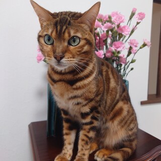 ベンガル猫メス里親募集