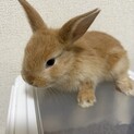 うさぎさん里親募集