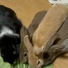 ひなちょめ