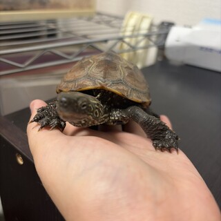 色々あって里親募集中です