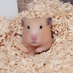 「ありがとう」サムネイル1