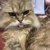 チャチャ丸0705
