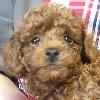 プードルの子犬　わけありです