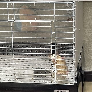 フクロモモンガ2匹の里親さん募集