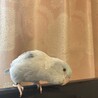 マメルリハインコのトッツ さん