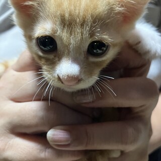 2ヶ月くらいの子たちです　よろしくお願いします