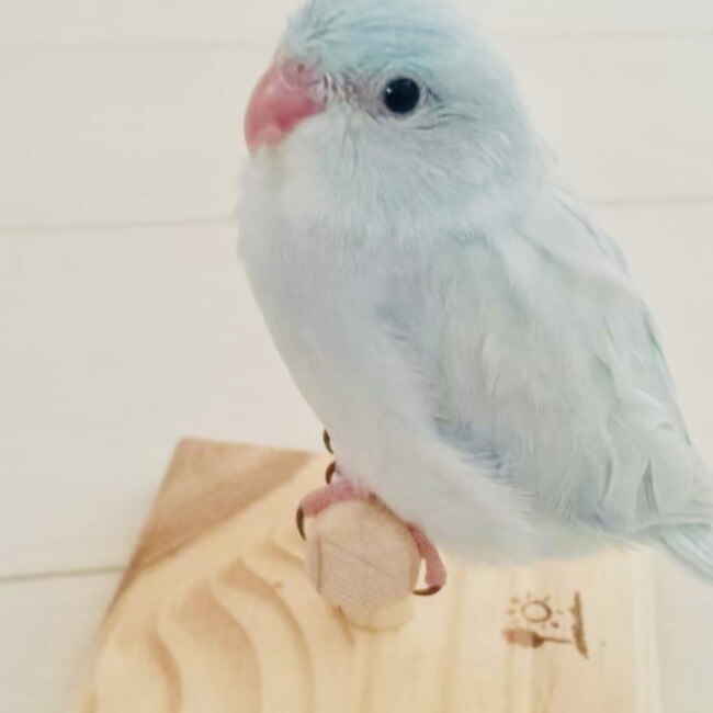 マメルリハインコのトッツのカバー写真