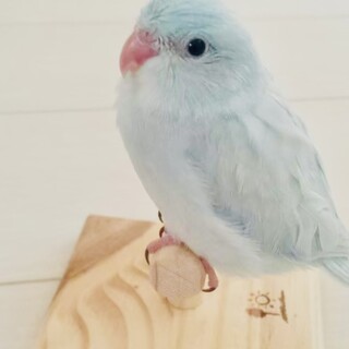 里親さん募集⭐︎マメルリハインコ　おとこのこ