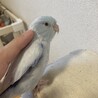 里親さん募集⭐︎マメルリハインコ　おとこのこ サムネイル2