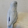 里親さん募集⭐︎マメルリハインコ　おとこのこ サムネイル4