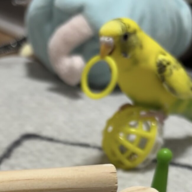 はるなはるのカバー写真