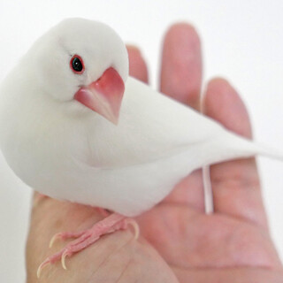 生後4ヶ月 真っ白な白文」北海道 - 鳥の里親募集(541131) :: ペット