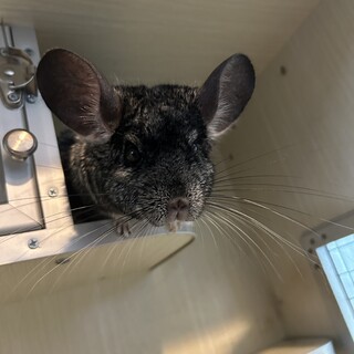 チンチラ♂推定4歳　里親募集中です