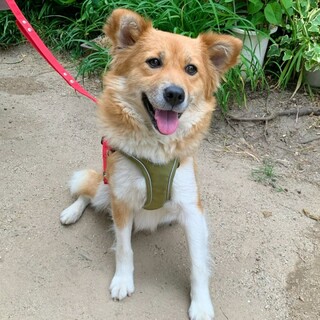 天真爛漫、無邪気で愛らし」大阪府 - 犬の里親募集(540611