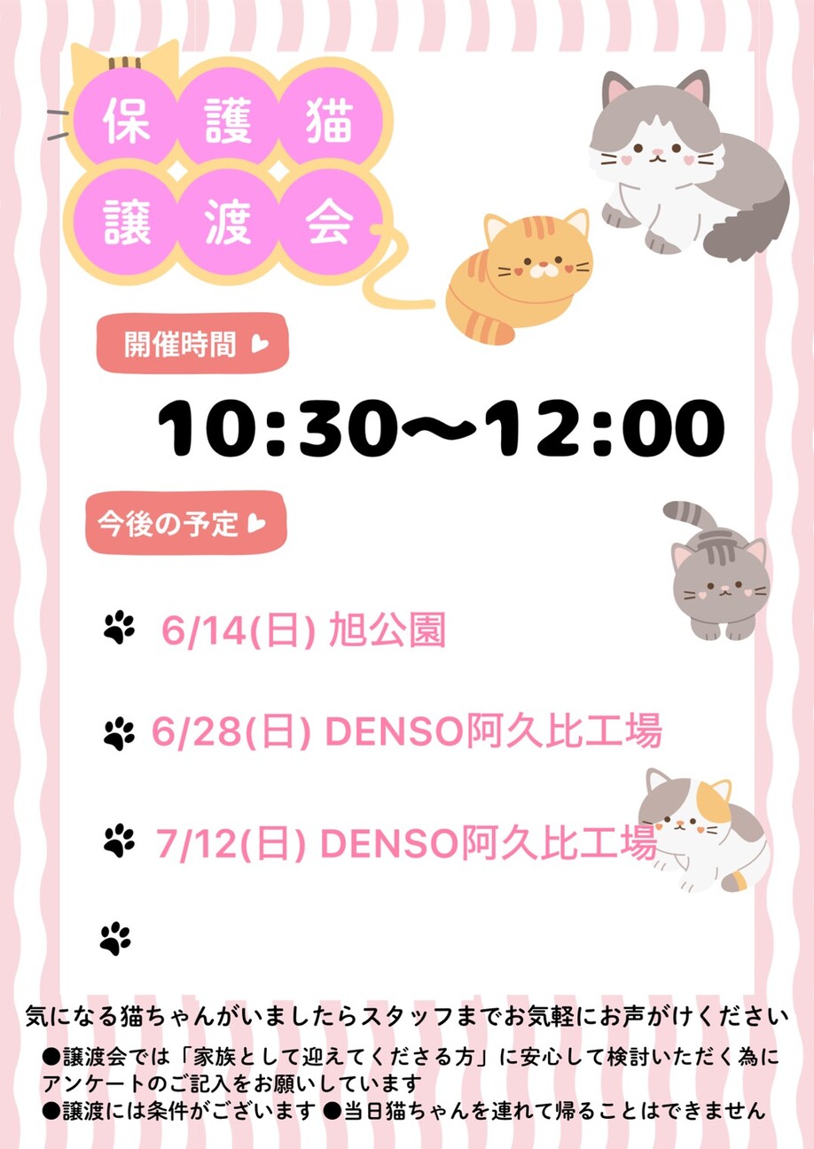 控えめな性格 おっとり三」愛知県 - 猫の里親募集(541270) 7枚目の