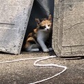 緊急募集！三毛猫赤ちゃん