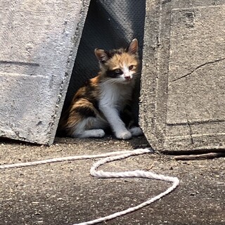 緊急募集！三毛猫赤ちゃん