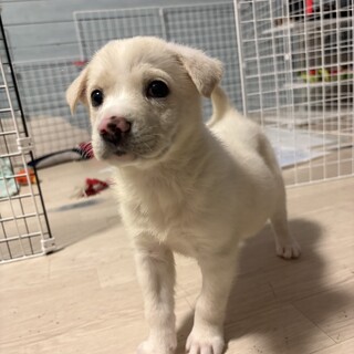 山で生まれたかわいこちゃん