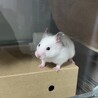 カラーハムスター （ダルメシアンカラー）里親募集 サムネイル2