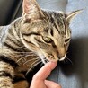 FIPを乗り越えた元気いっぱいの男の子【椿♂】