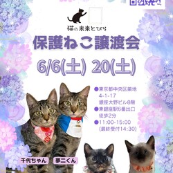 ★猫の未来とびら譲渡会★東銀座徒歩2分★東劇隣 サムネイル1