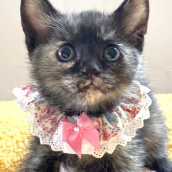 ★猫の未来とびら譲渡会★東銀座徒歩2分★東劇隣 サムネイル3