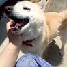 しっぽフリフリ☆元気いっぱいチロくん☆
