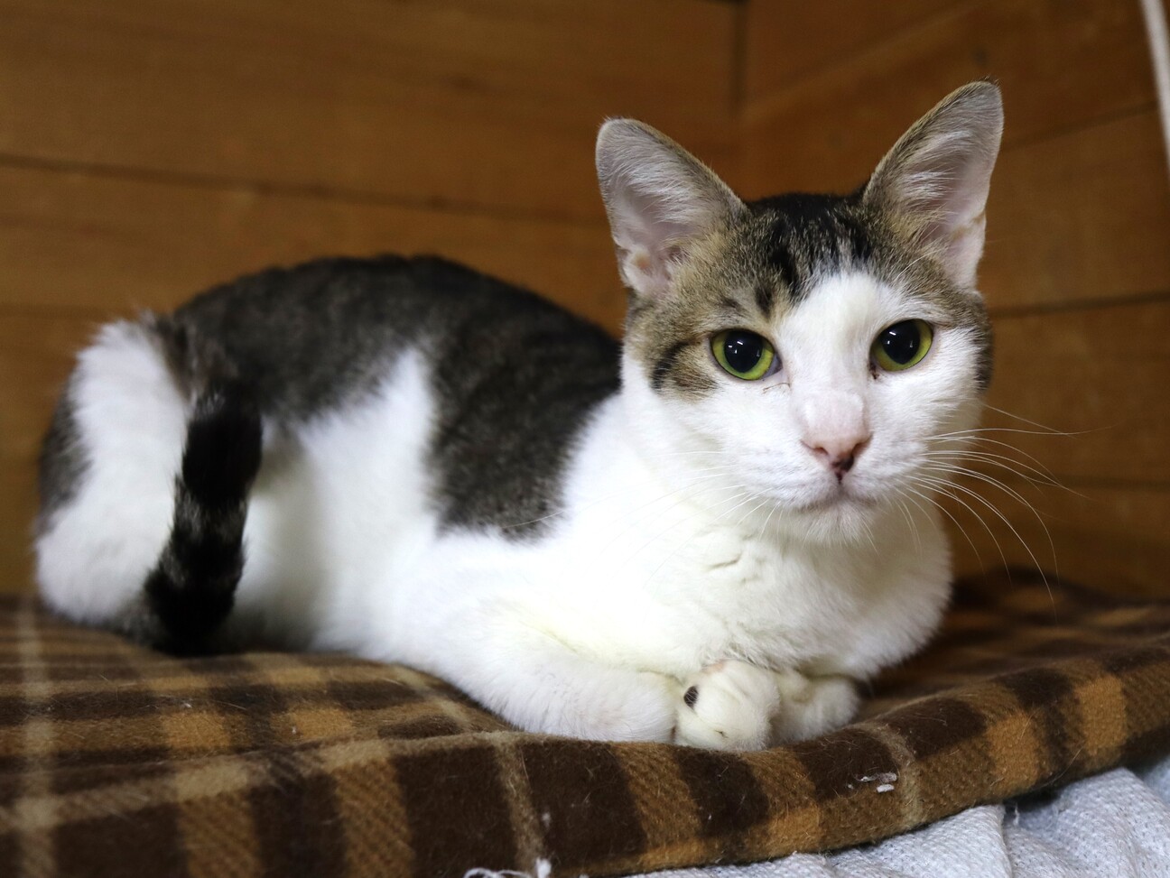 まだまだお子ちゃま・ピラフくん」滋賀県 - 猫の里親募集(541295) 4枚