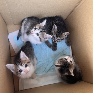 元気な子猫です
