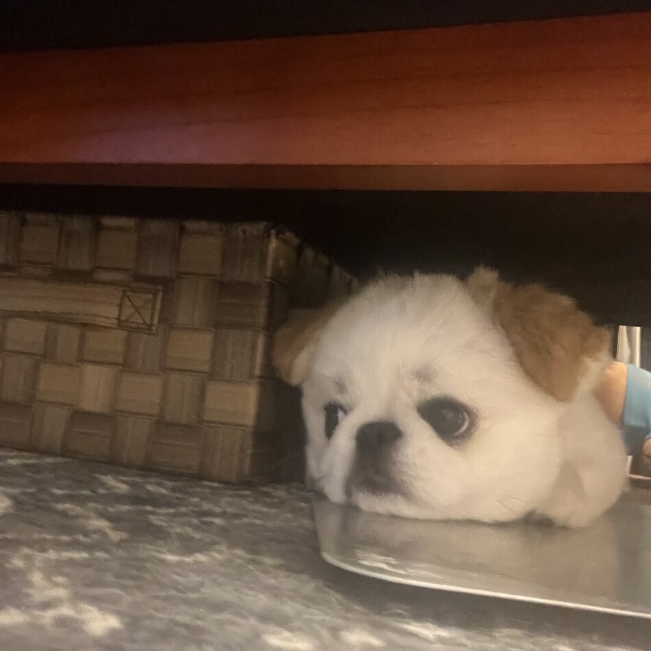 むさしのカバー写真