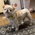 ペキチワの男の子！元気で人大好き