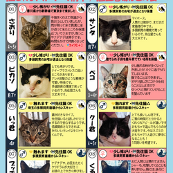 「6月6日（土）「保護猫の譲渡会」参加猫一覧」サムネイル1
