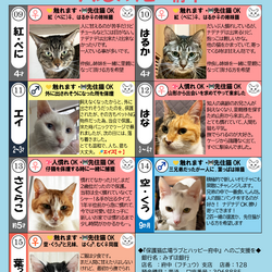 「6月6日（土）「保護猫の譲渡会」参加猫一覧」サムネイル2