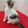 スリスリ好きゴロゴロ好き何でも好きな6兄弟❤ホタテ サムネイル3