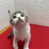 スリスリ好きゴロゴロ好き何でも好きな6兄弟❤ホタテ サムネイル4