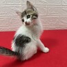 スリスリ好きゴロゴロ好き何でも好きな6兄弟❤ホタテ サムネイル5