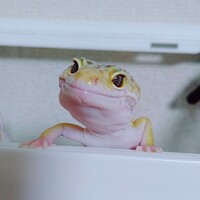しゅり