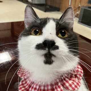 ボブテイルとチョビ髭がキュートなクロエです♡