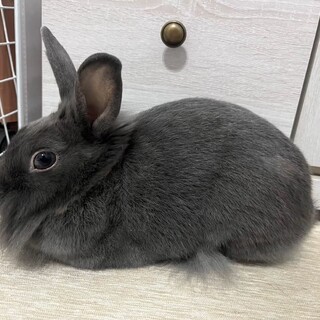 ライオンラビット☆賢い甘えん坊うさぎ(メス)