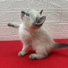 シャムMIX青い目の兄弟！ずっと一緒に❤のらり サムネイル2